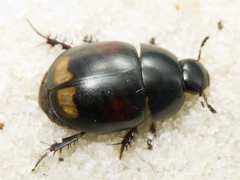 Hydrophilidae LatreiIle, 1802